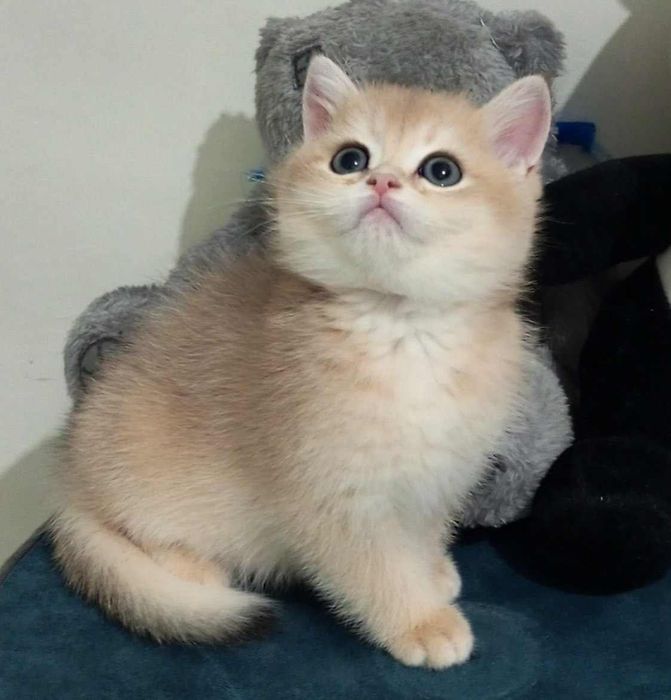 Шикарные котята  шиншилки