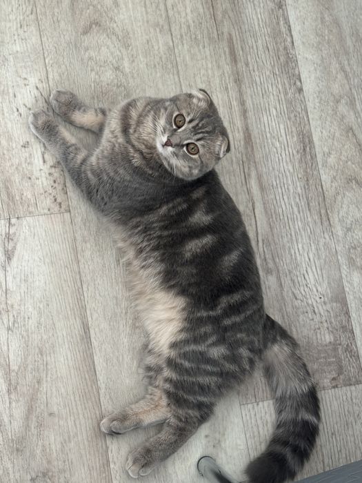 Опытный кот на вязку