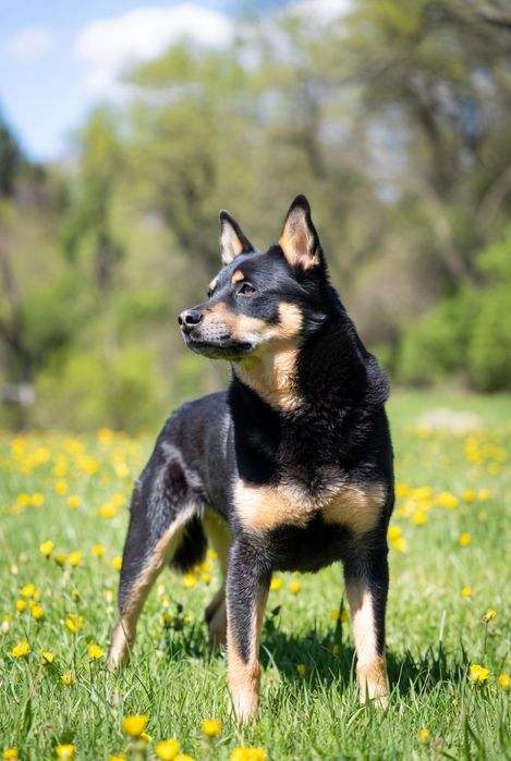 ПорОдиСтыЕ соБаЧки ждут СтаРых или более ответственных новых хозяев