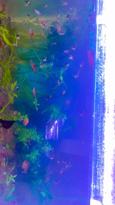 Продам аквариум готовый