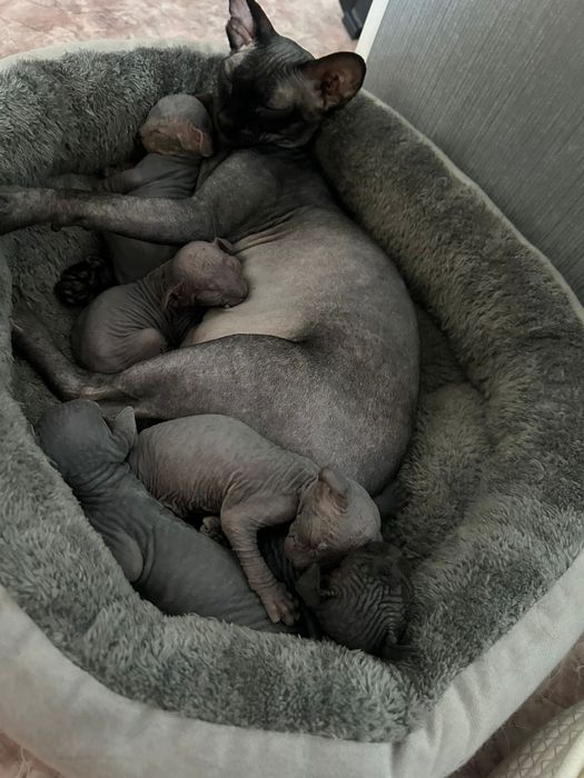 Продам котят Канадского сфинкса