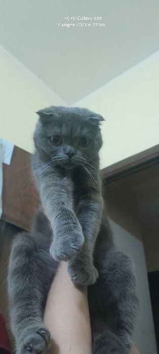 Сиамская и скотш фолд вместе