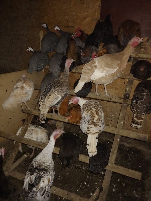 Curci curcani tineri