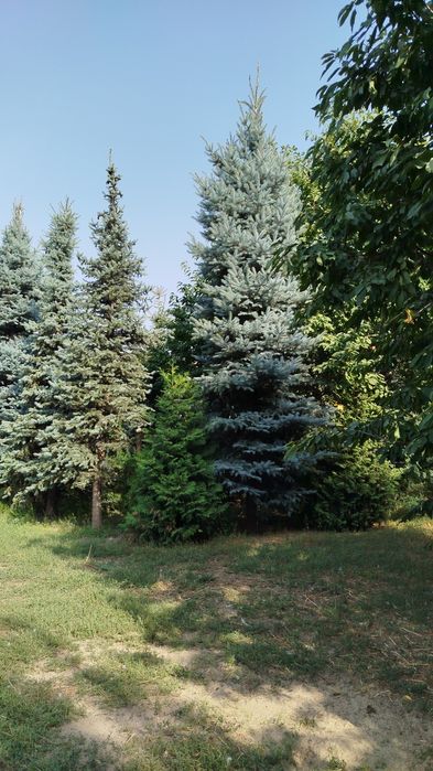 Продам голубые ели сортовые