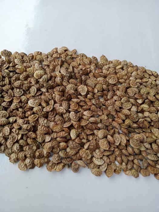 Семена Эспарцета