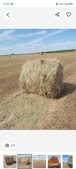 Рулон есть житняк и разнотравье