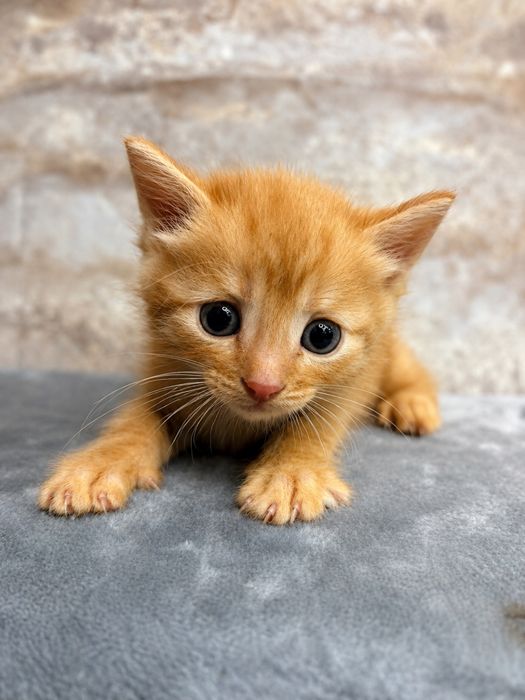 Котёнок добрые руки