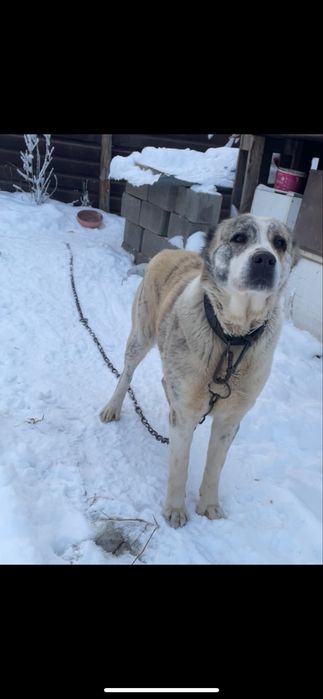 Отдам бесплатно в хороший руки Алабайа