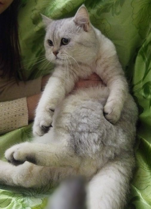 Вязка Juftlashuvchi mushuklar  кошек Шиншилла серебро