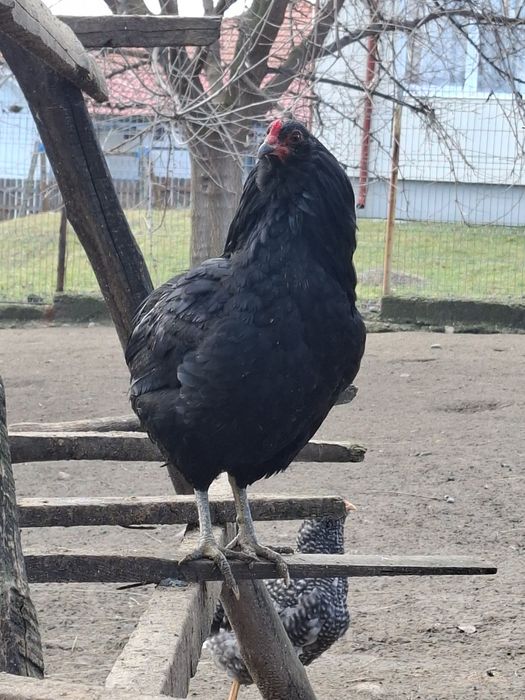 Cocos  araucana tânăr