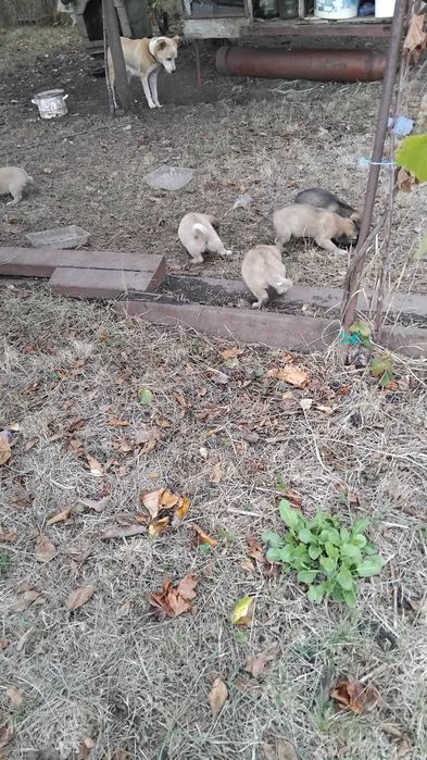 Donez cățeluși de o lună