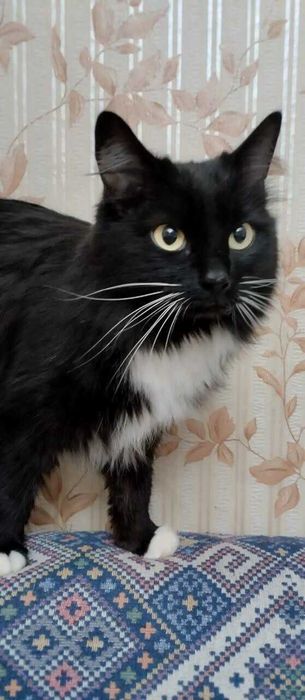 Кошкам нужен дом. Срочно!