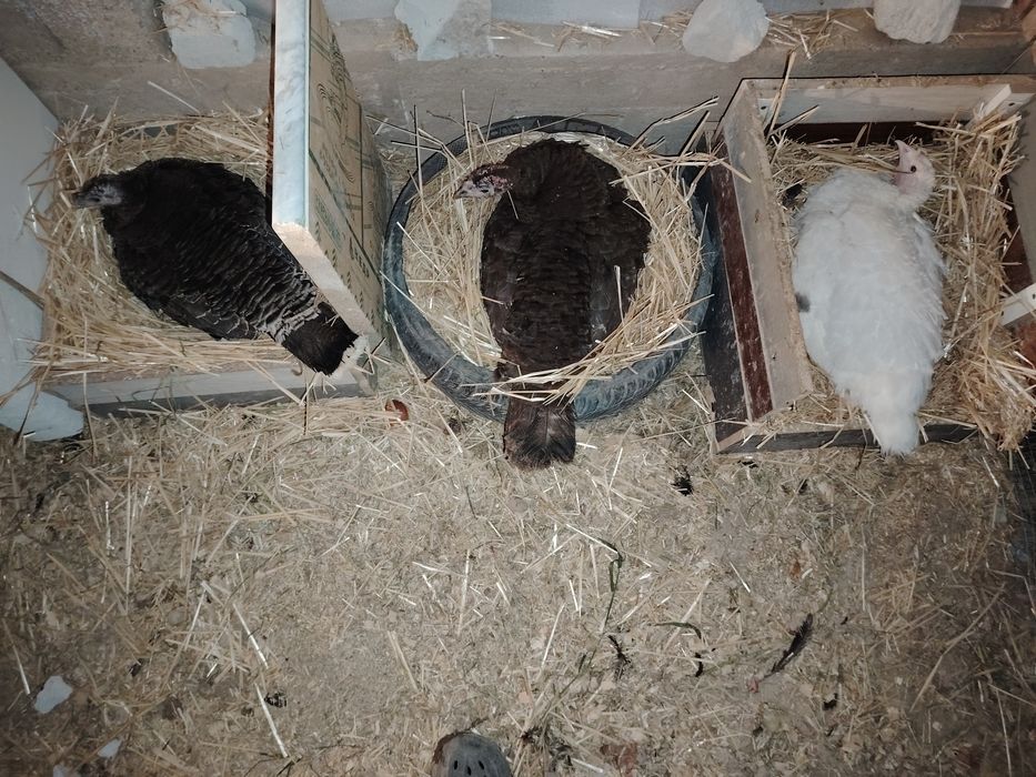 Kurk kurkala sotiladi 6 ta bor