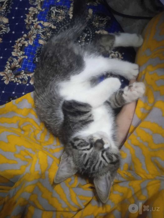 Mushuk xadiyaga beriladi