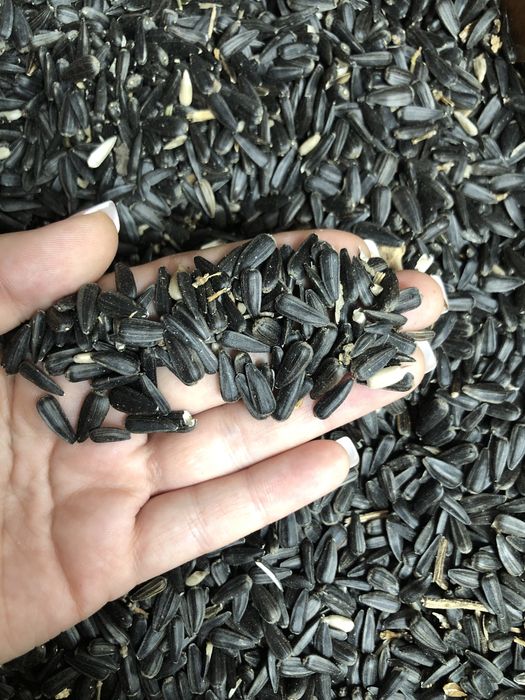 Семечки мелкие Семей