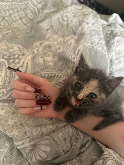 Отдадим котика девочку, малышку совсем, в хорошие руки