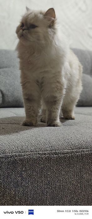 чистокровные шотландские кошки