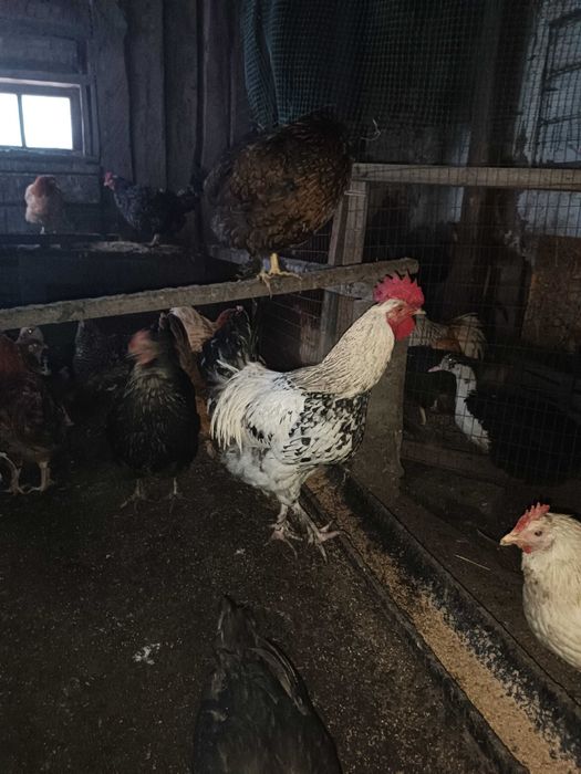 Молодые крупные активные петушки