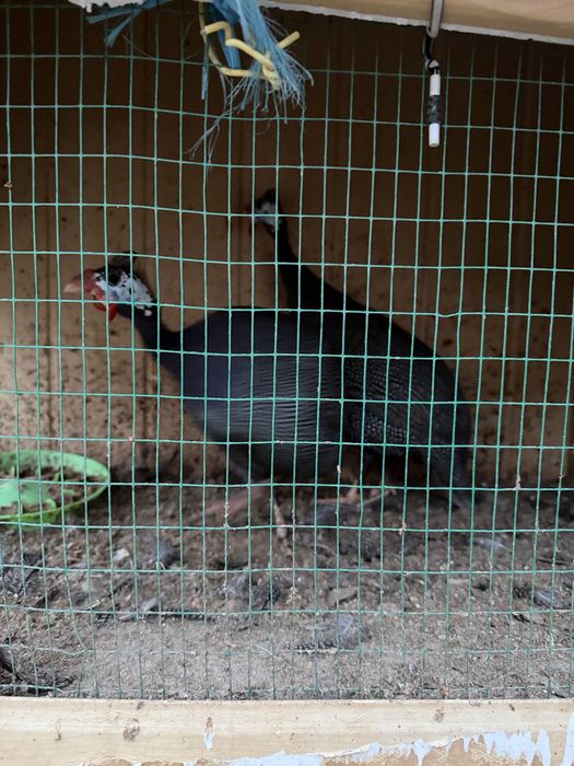 Sesarka sotiladi sog’lom