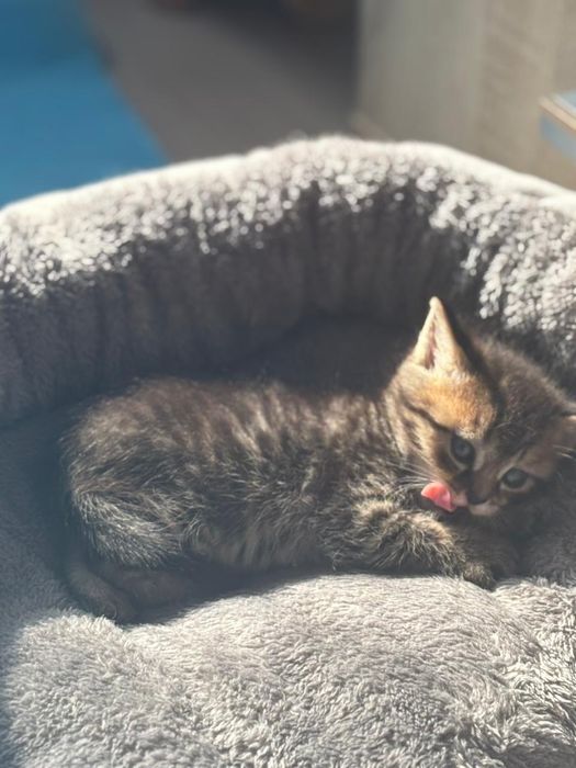 Котята шотландские ,продажа