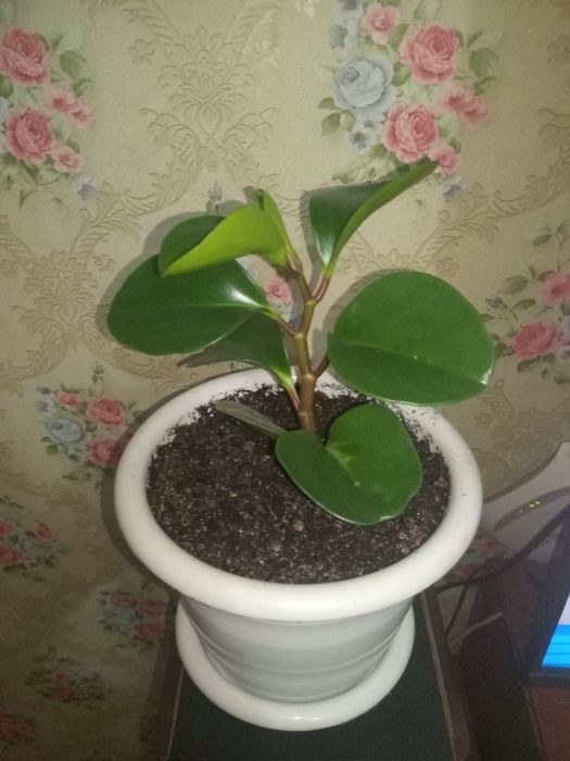 Продам цветок в горшке.