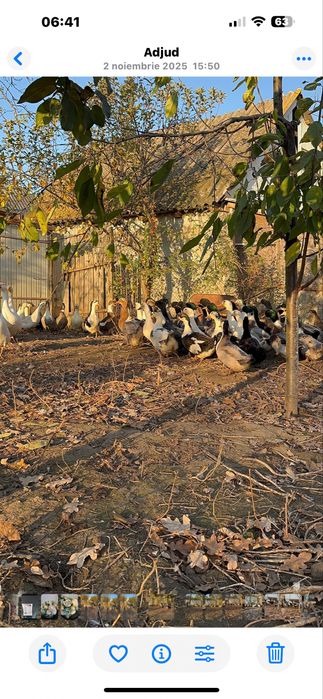 Vând  oua de rața si de gâsca