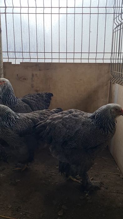 Familie brahma herminat inchis