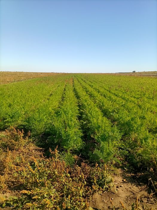 Продам крестьянское хозяйство