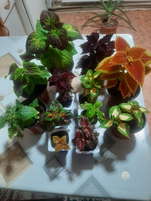 Продам колеусы растюхи.