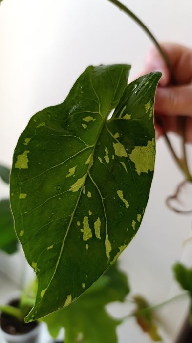 Сингониумы и филодендроны