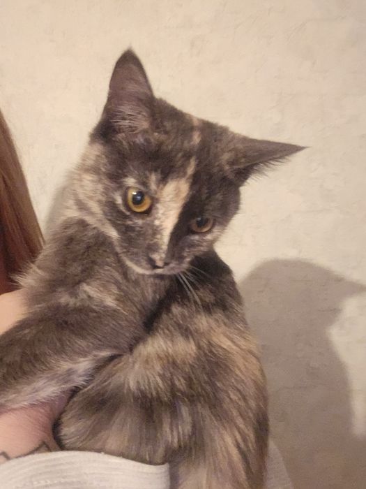 В хорошие руки кошечка