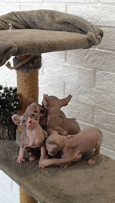 Очень редкий ,очаровательный сфинкс"Эльф " мальчик