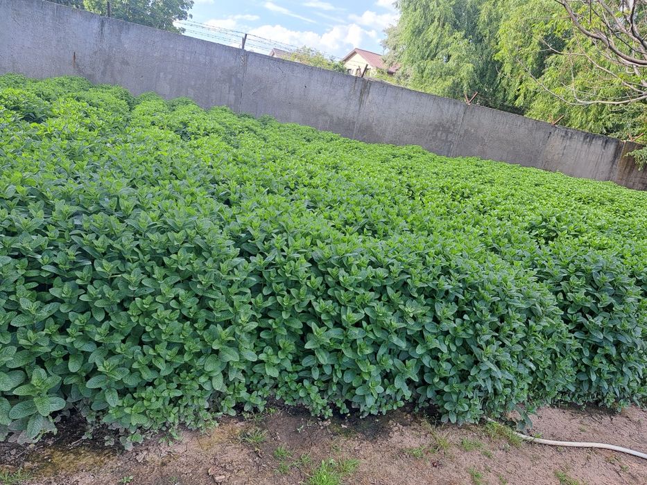 Menta olandeza bio
