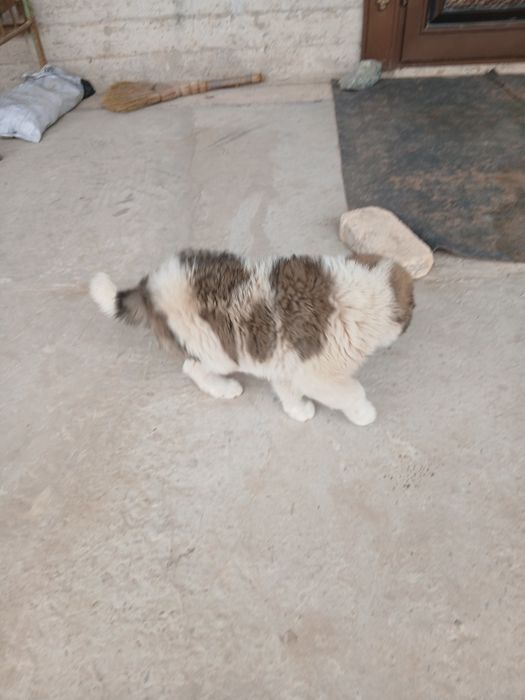 хорошоя собака и здоровие