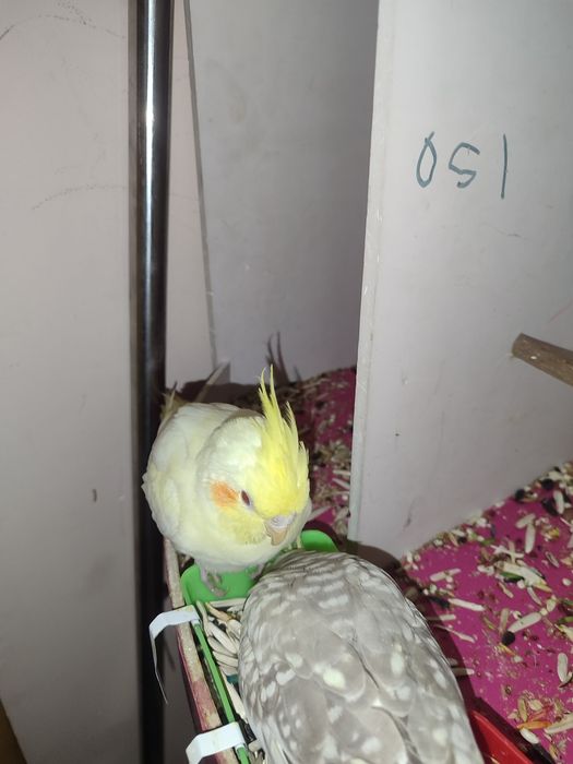 Narxlarini 300mindan hammasi