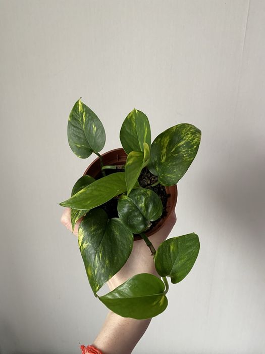 Годфингер, лиана