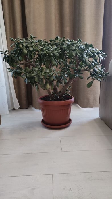 Дърво на живота 75 см