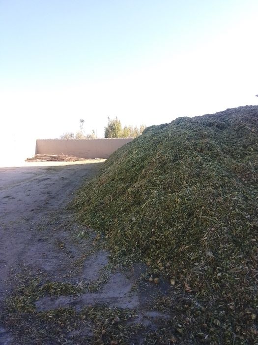 Makkajoʼxori donli senach