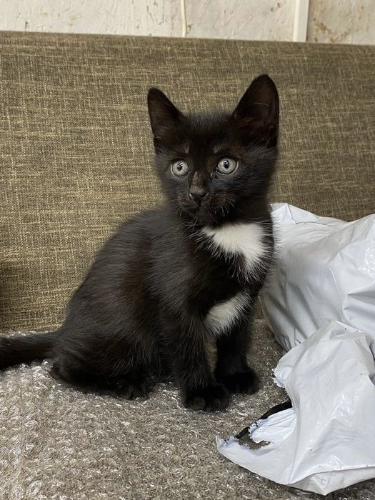Отдам котят в добрые руки!