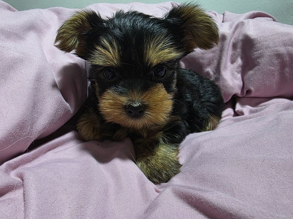 Продаются щенки йоркширского терьера