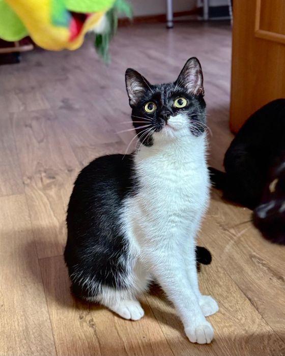 Отдам кошек в добрые руки