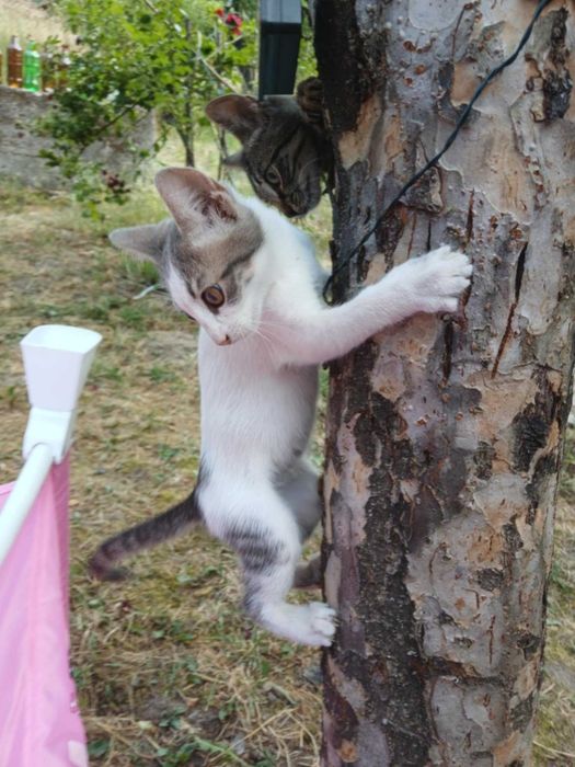 Коте-мечта  спешно търси дом