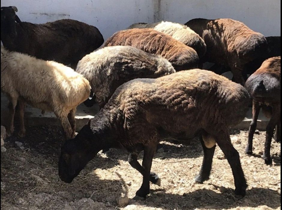 Кой, токты сатамын 30 школа