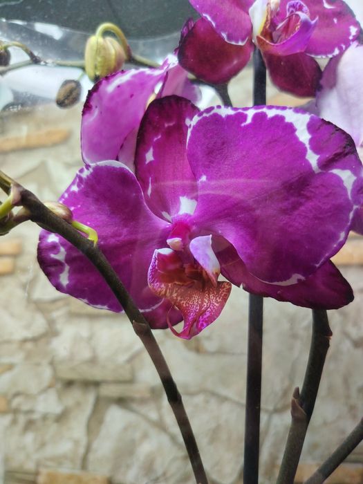 Орхидей Big Lip Голландия