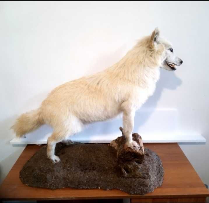 Препариране на животни.