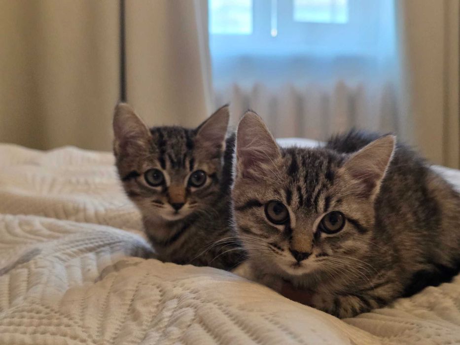 Отдам котят бесплатно