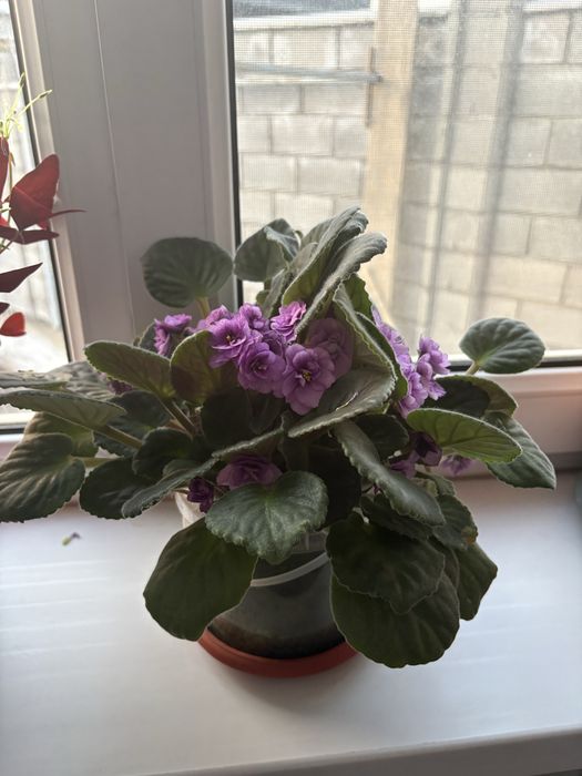 Продам цветы в хорошем состоянии