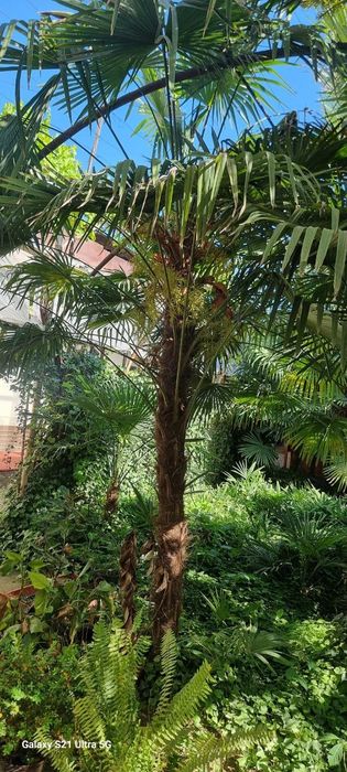 Palma traykarpus 2 metrdan 5 metrgacha