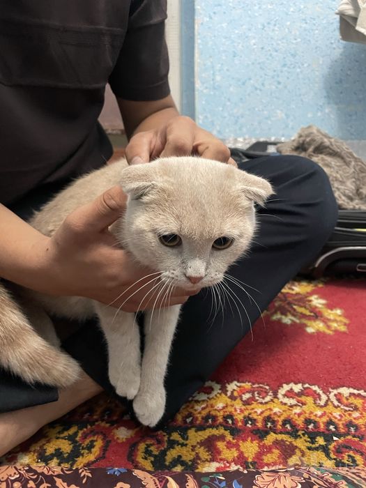 Mushuk zoti Scottish Fold yoshi 8 oylik