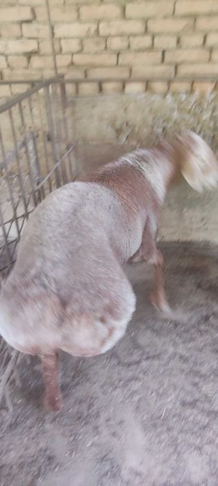 Qo'chqor va urg'ochi qo'y sotiladi